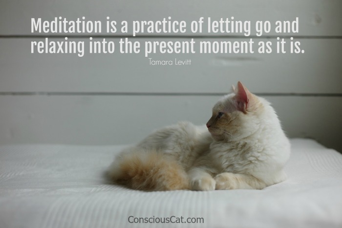 cat-meditation