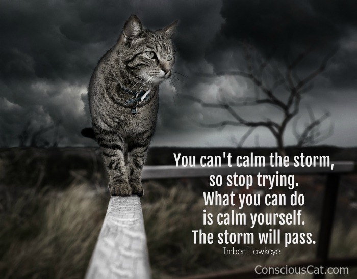 cat-storm