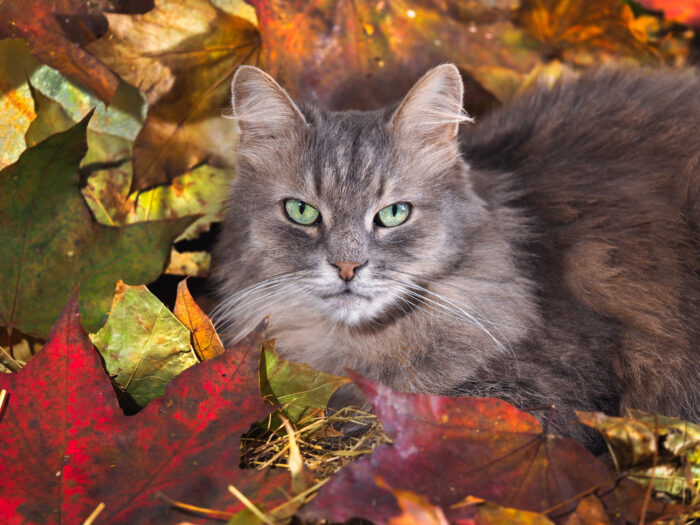 cat-fall-leaves-thanksgiving
