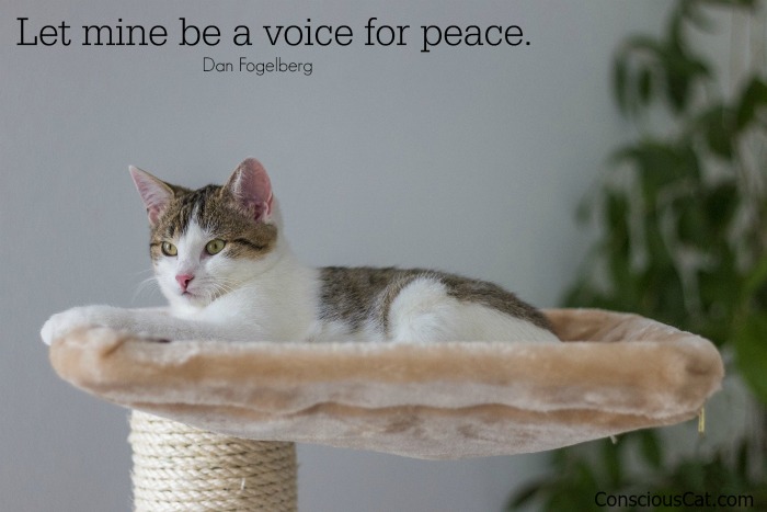 cat-resting-peaceful