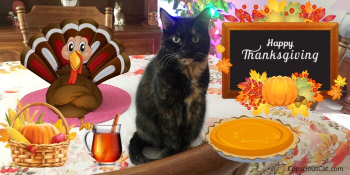 thanksgiving-table-cat