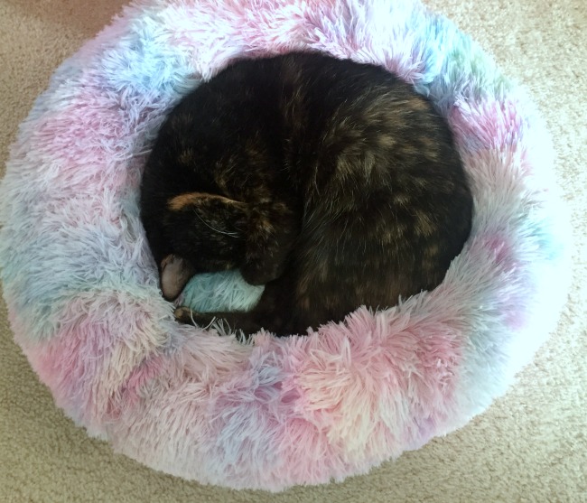 cat-sleeping-bed