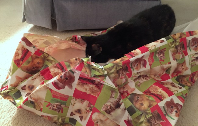 cat-gift-wrap