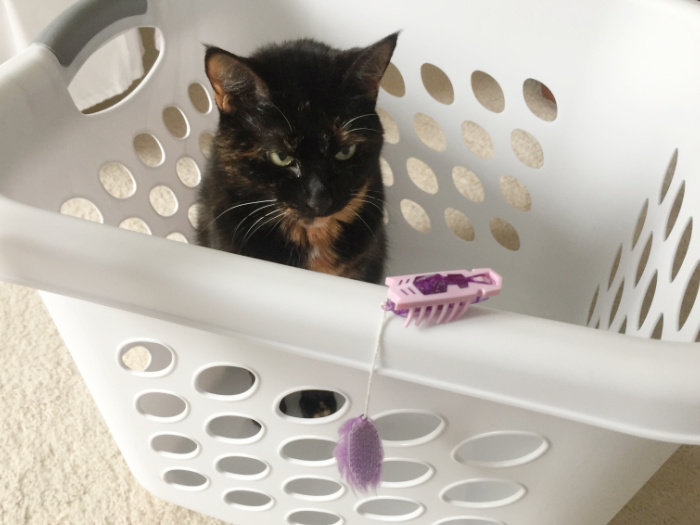 cat-laundry-basket-hexbug