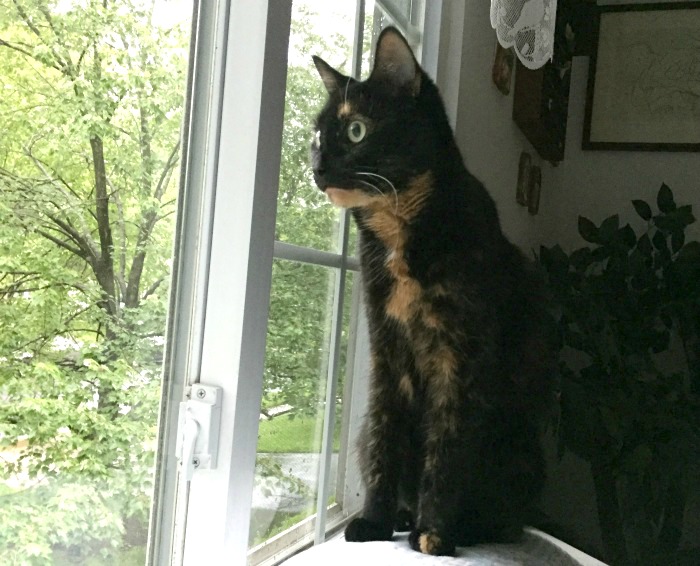 cat-by-window