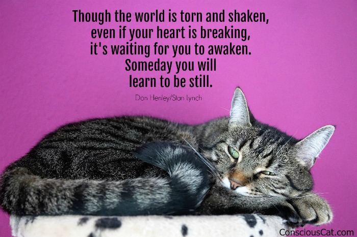 cat-resting-meditating