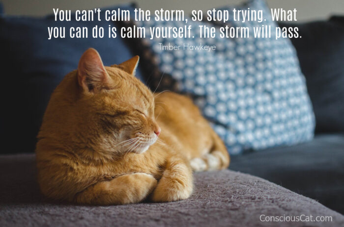 cat-calm