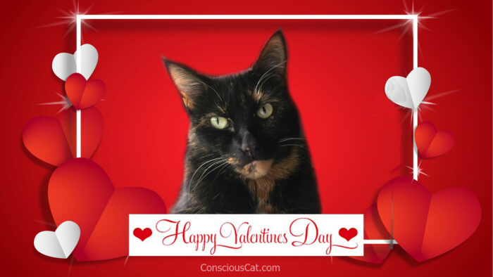 valentines-day-cat