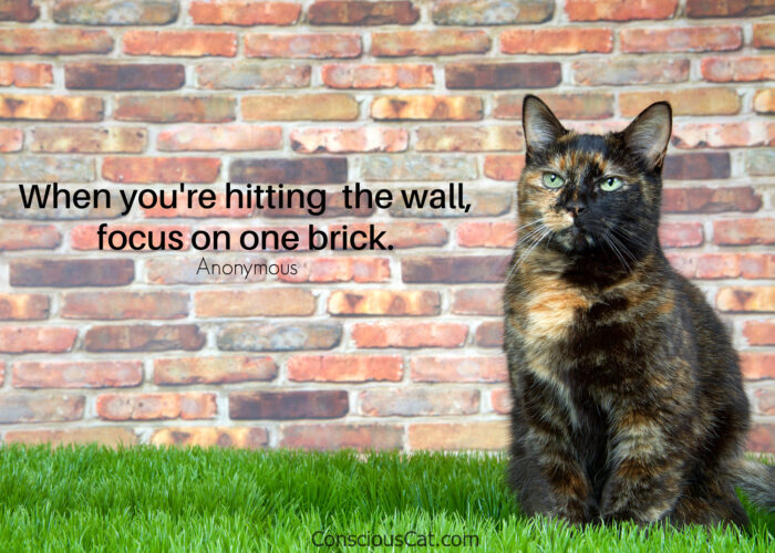 tortoiseshell-cat-brick-wall
