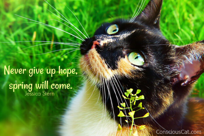 cat-spring-flowers-hope