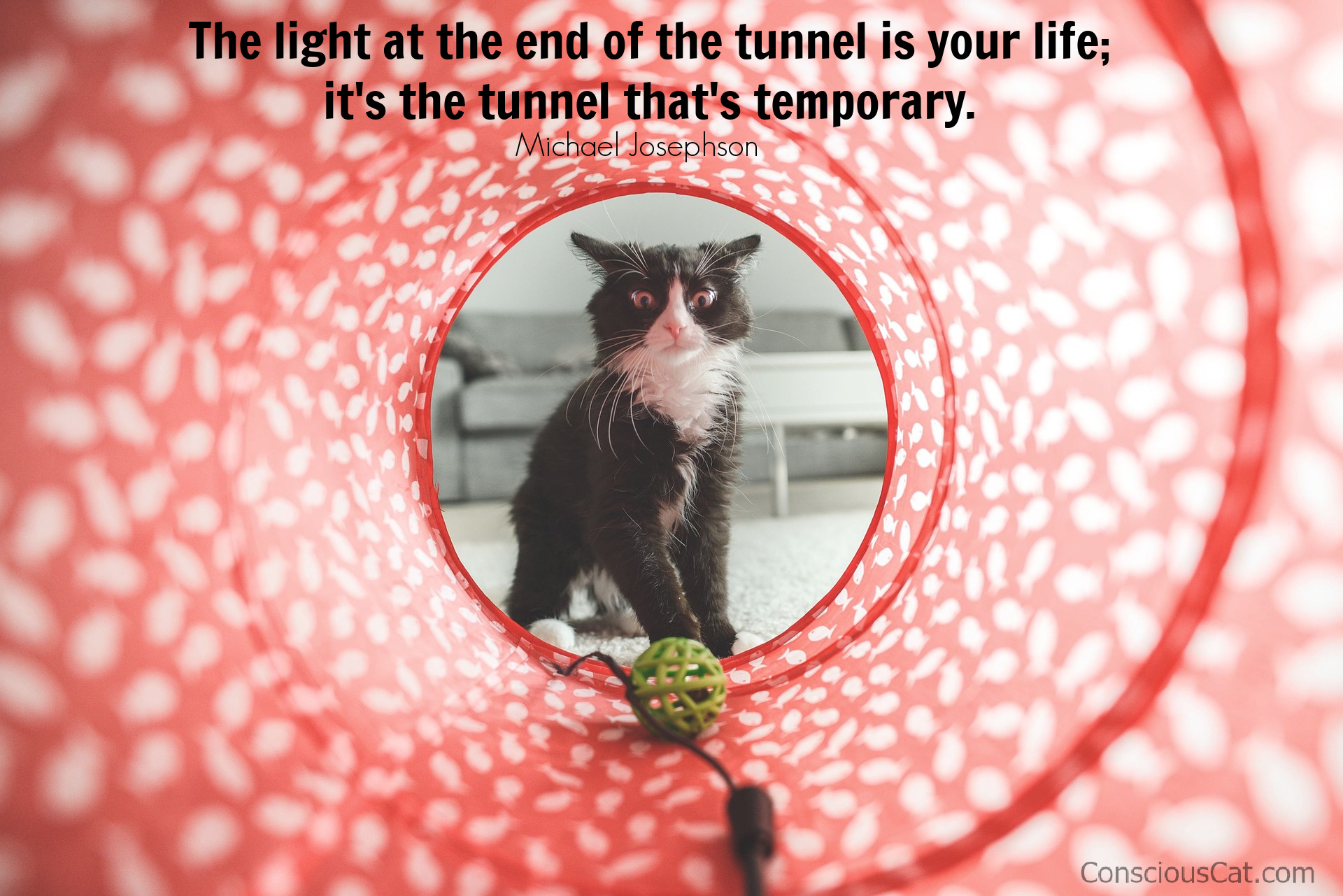 tunnel-light-cat