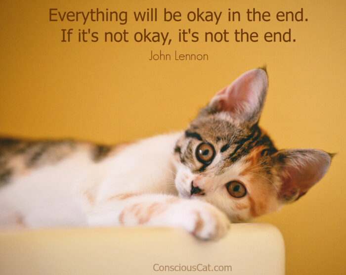 cat-everything-okay