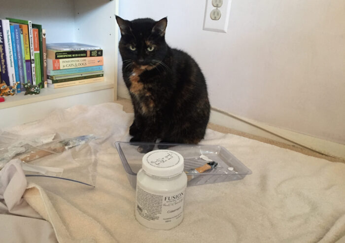 cat-paint-supplies
