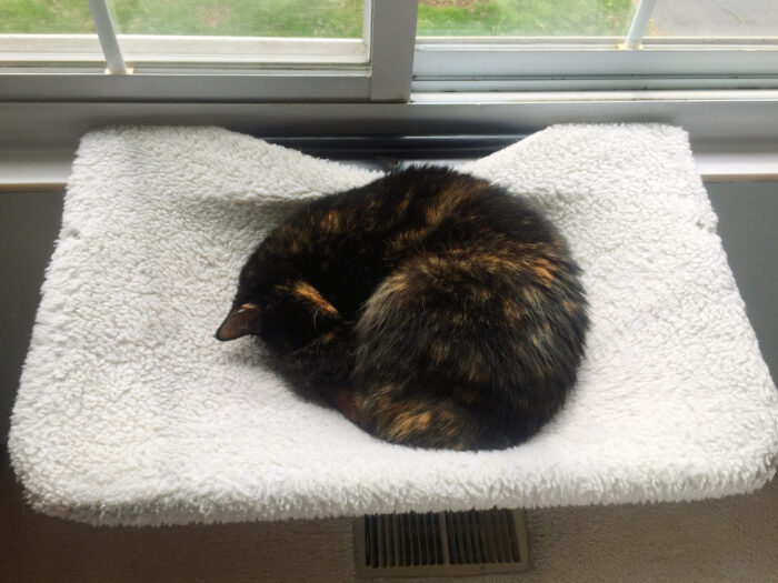 cat-sleeping-window-perch