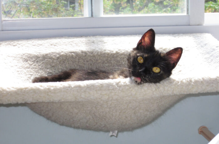 Ruby-kitten-hammock