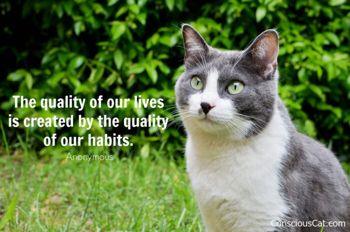 cat-habits-quote