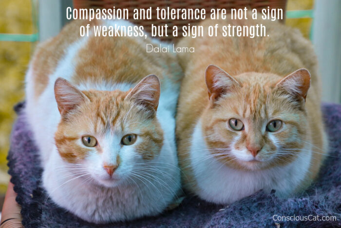 compassion-tolerance-cat