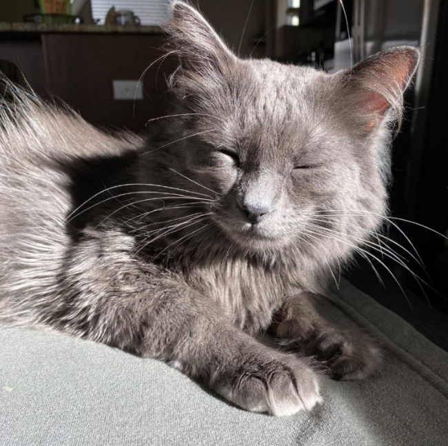cat-sunshine-bliss