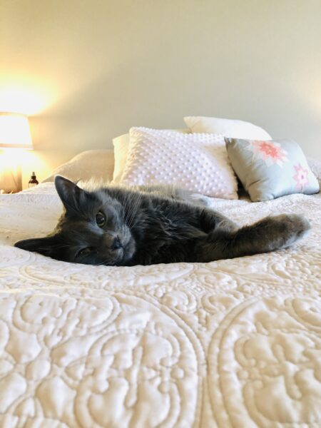 cat-on-bed