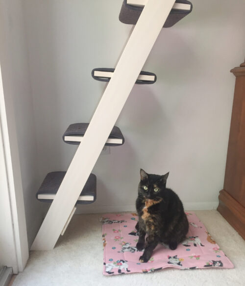 cat-ladder