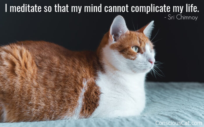 cat-meditating