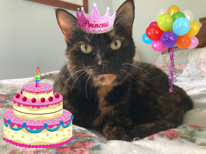 cat-birthday