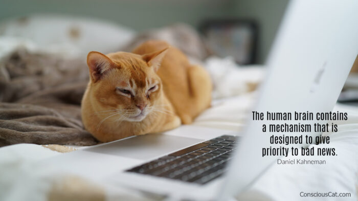 cat-laptop