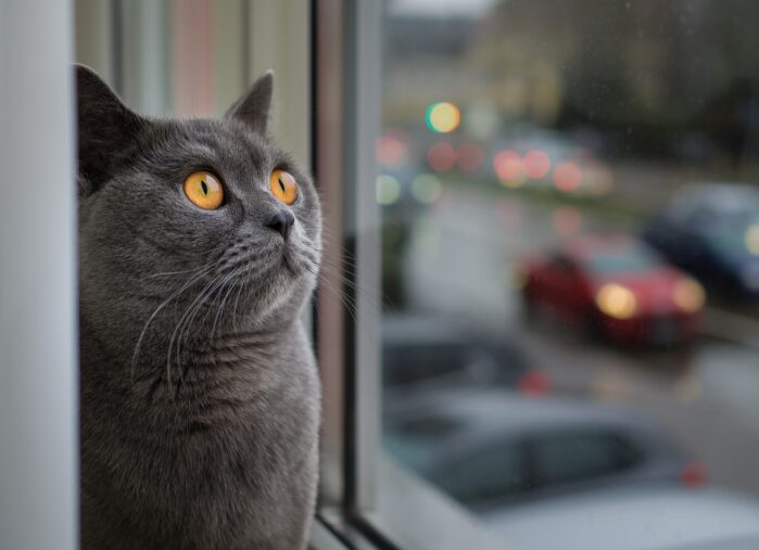 cat-window-dream