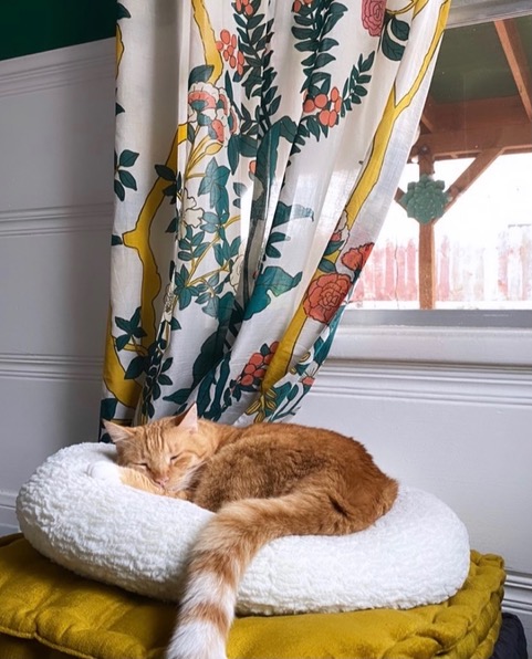 cat-bed-window