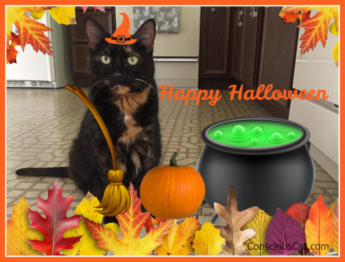 halloween-cat-witch