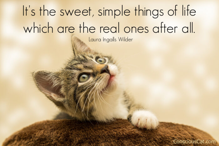 simple-things-cat