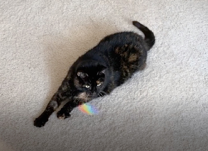 cat-rainbow-light