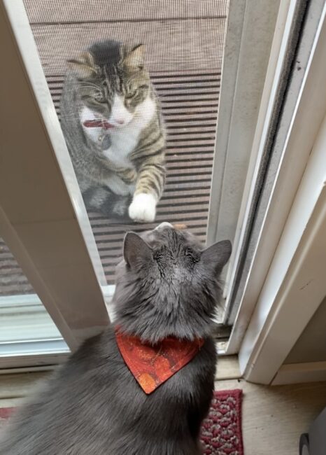 cats-sliding-glass-door