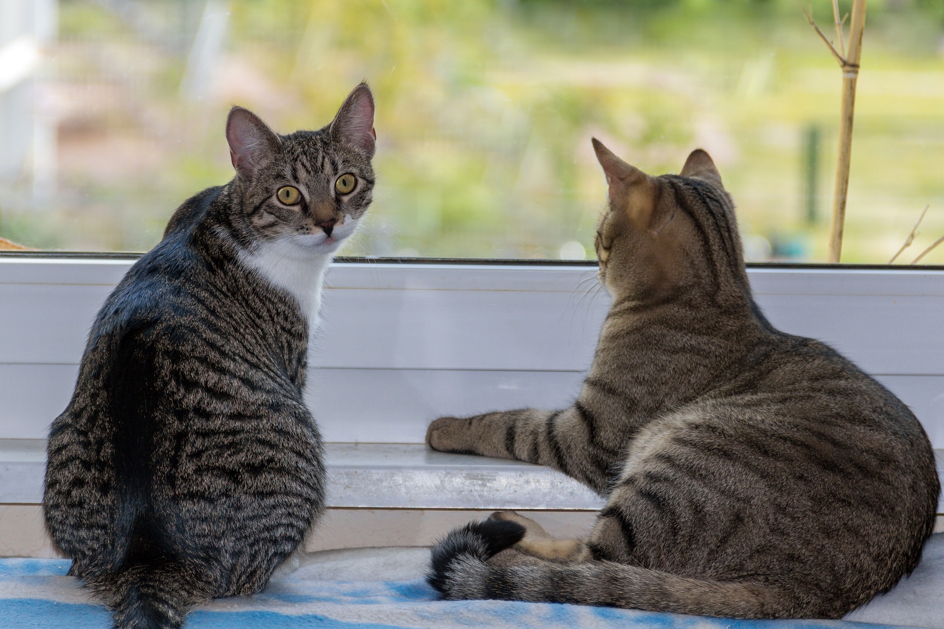 two-cats-window