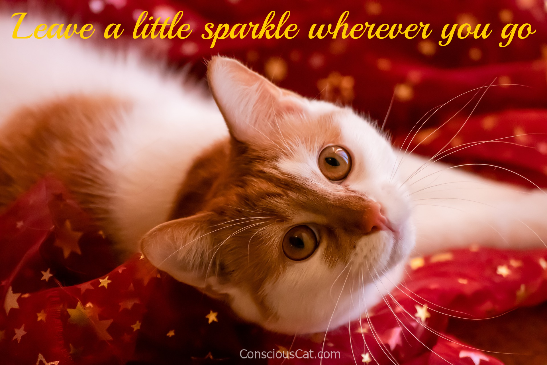 sparkle-cat