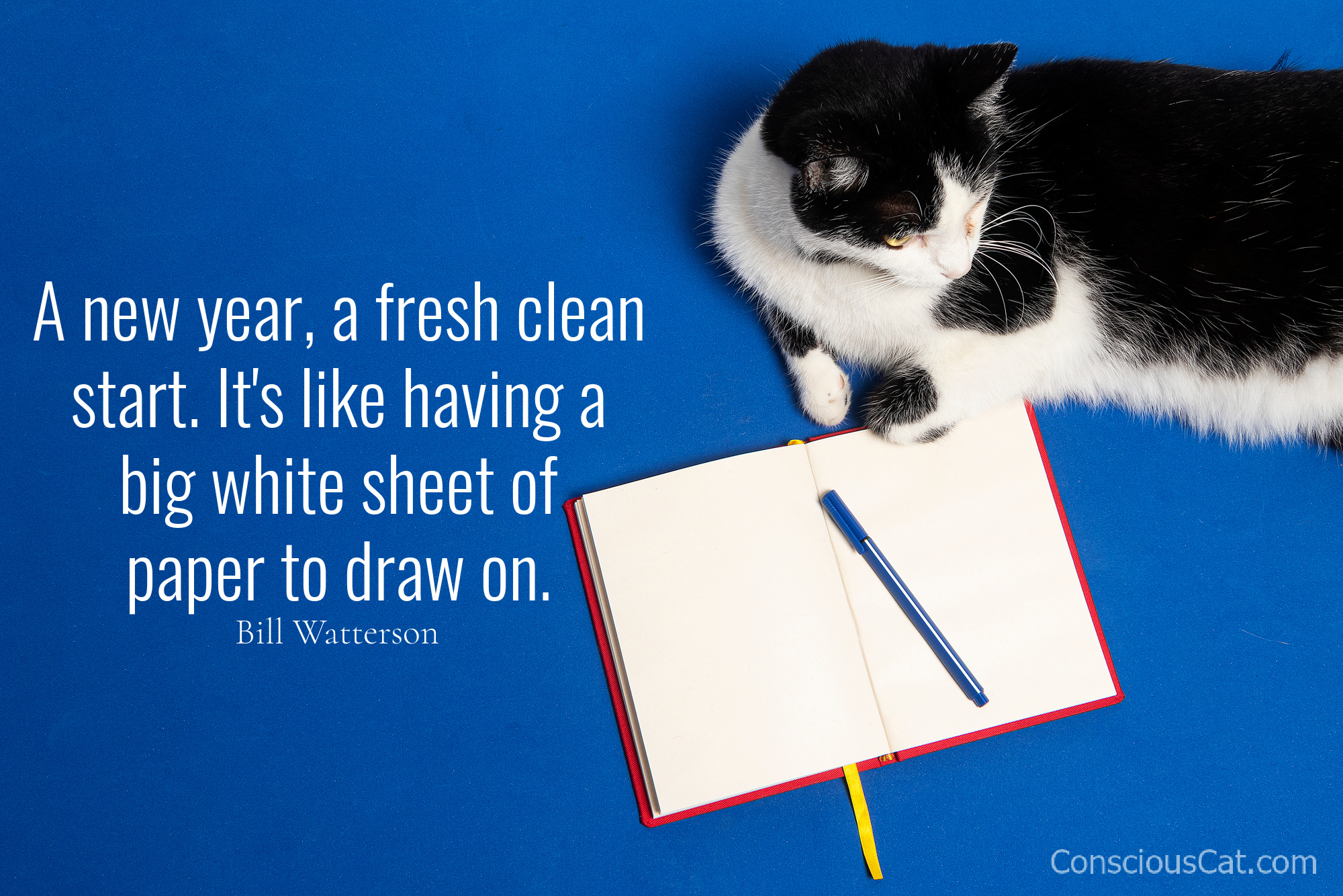 cat-notebook-pen