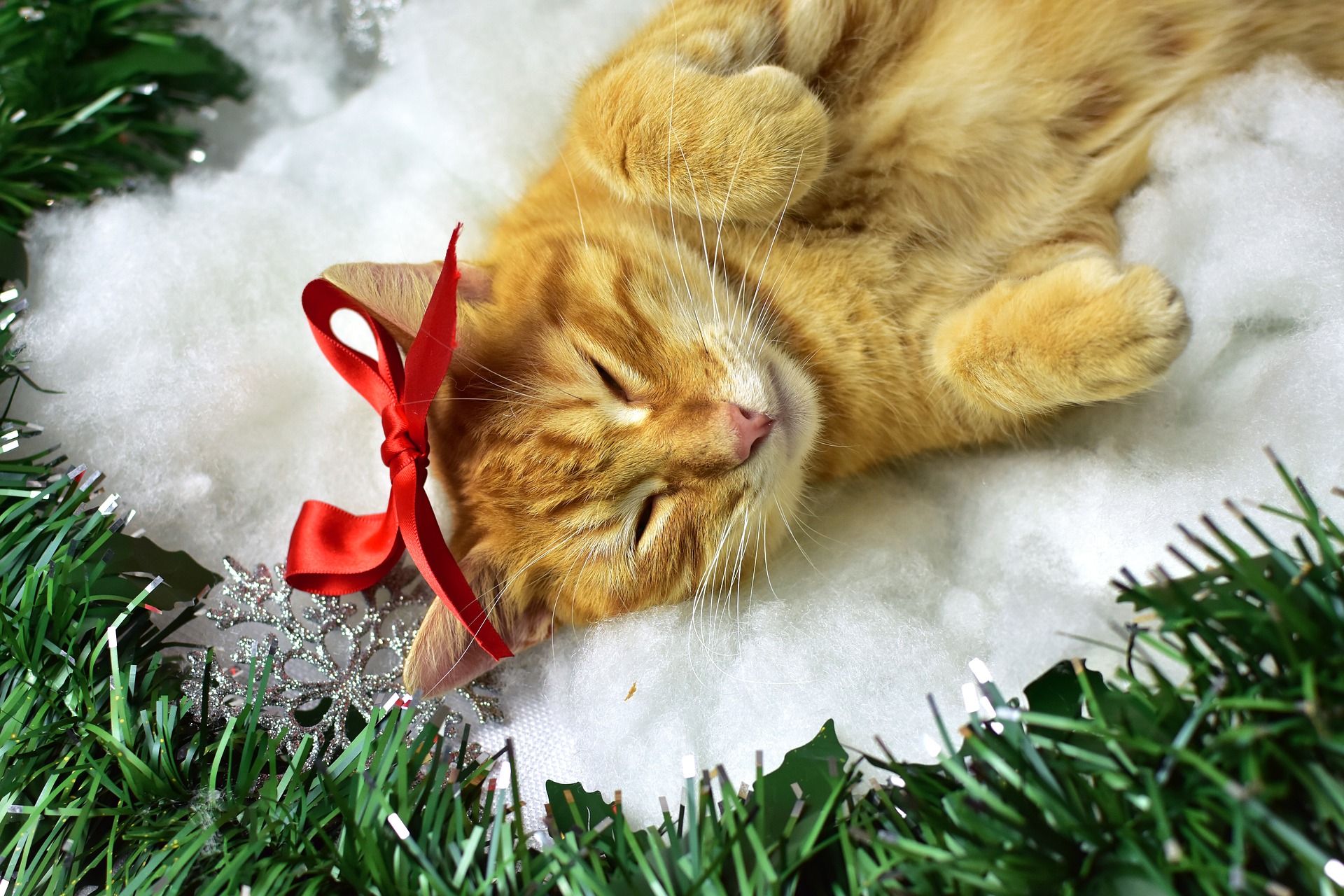 cat-christmas-sleeping