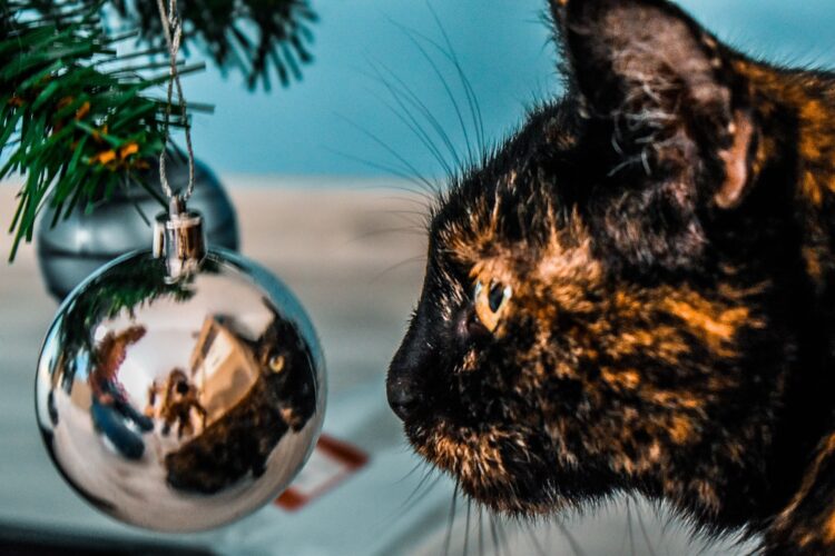 cat-christmas-ornament