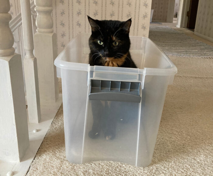 cat-in-storage-container
