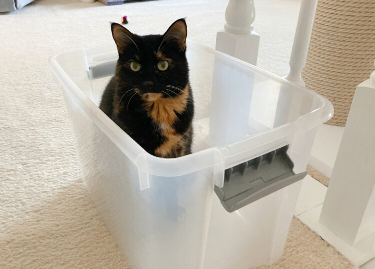 cat-in-storage-bin