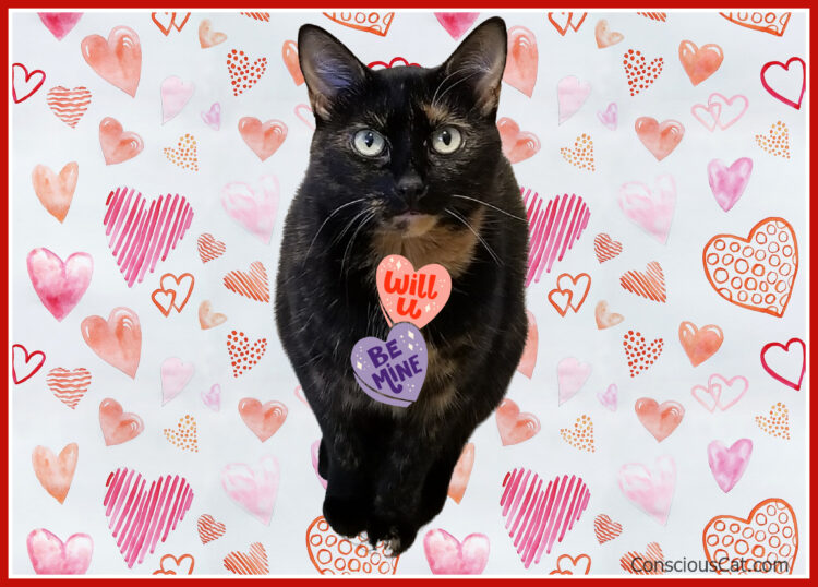 Valentines-day-cat