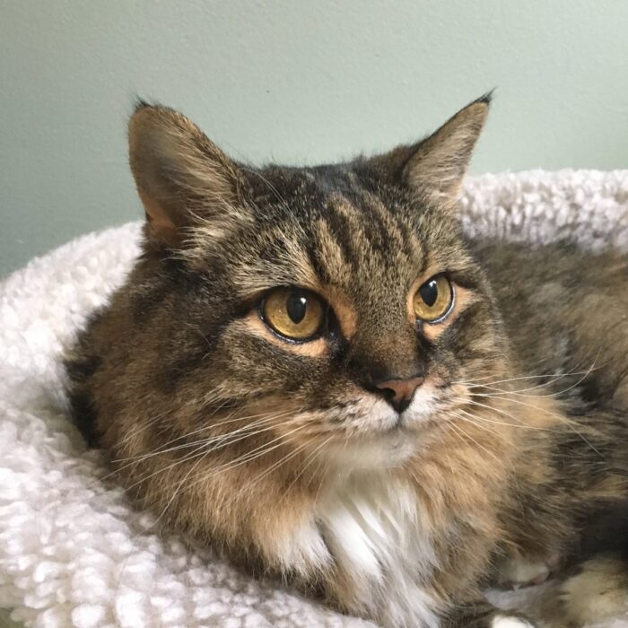 kitty-girl-maine-coon-mix