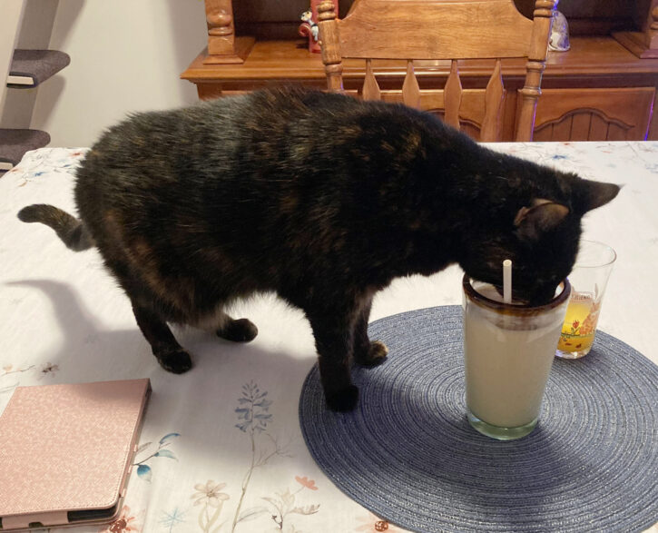 cat-drinking-smoothie