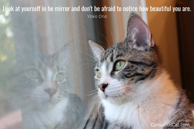 cat-window-reflection