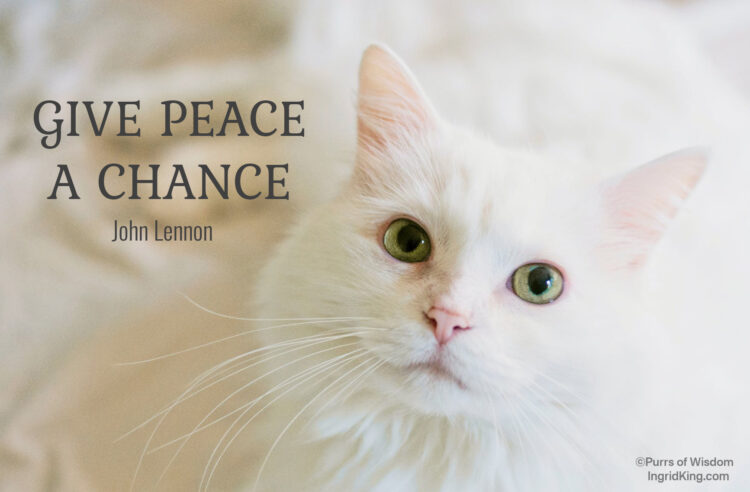 white-cat-peace