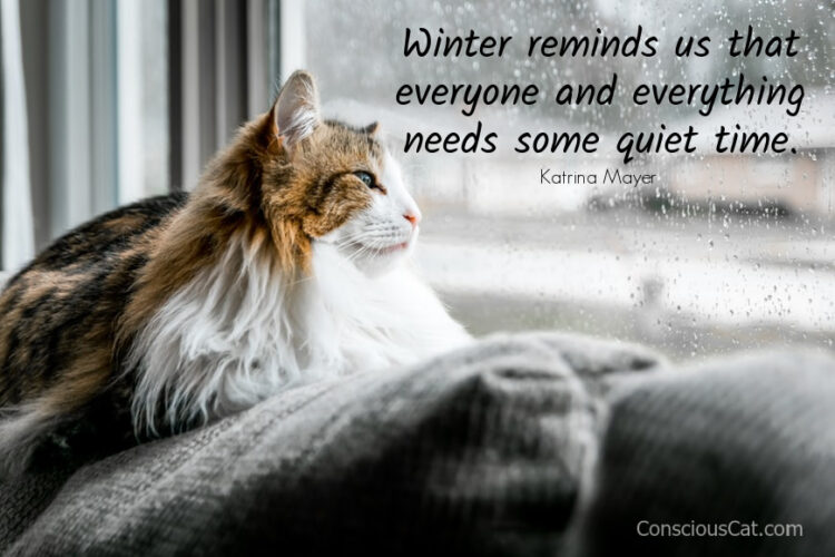 cat-window-snow-