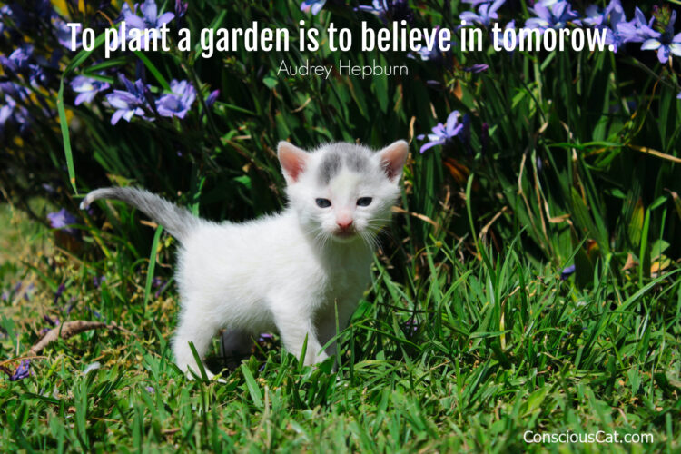kitten-garden