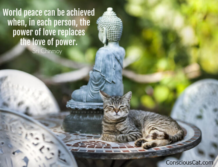 world-peace-cat-buddha