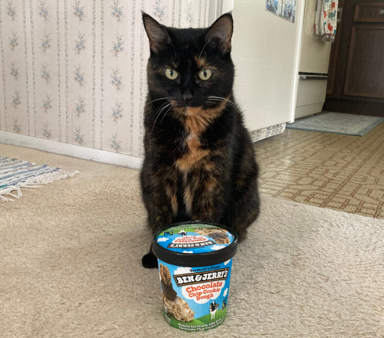 ben-and-jerry's-ice-cream-cat