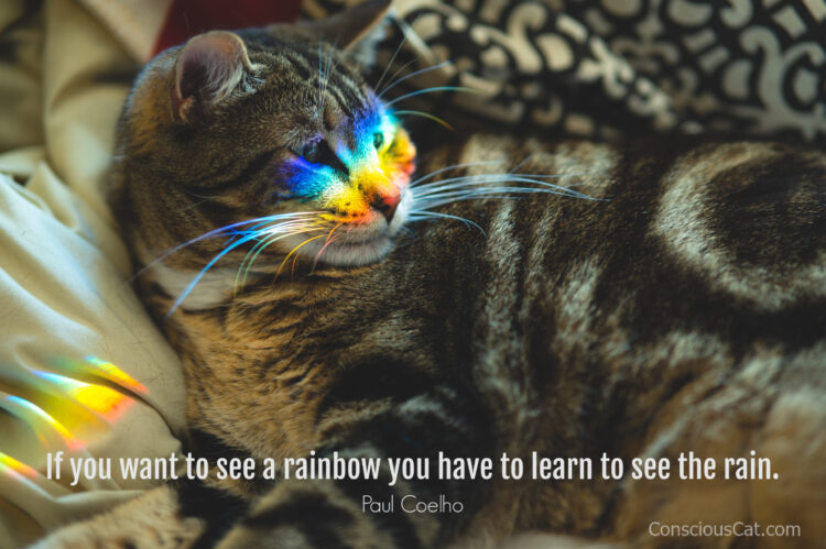 cat-rainbow